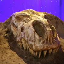 VALLEY OF THE BONES set - Sculpture out of styro foam covered with plaster for final texture made by Chrystian Beaudoin and Francine Dubois